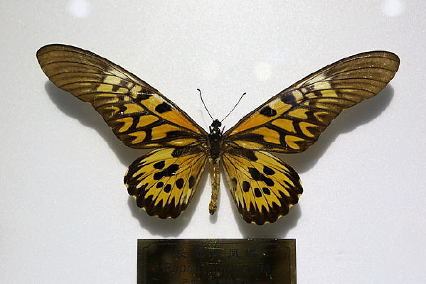 ����¡����·���걾