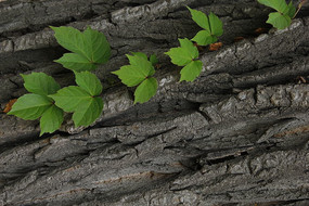 ��Ҷ��Ƥ�ز�����