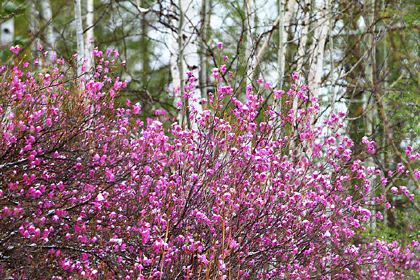 �����Ķž黨