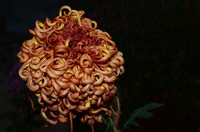 ������ʮ�˷ﻷ