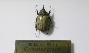 ���޸��ϰ׶���걾