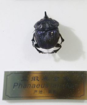 �������з���걾