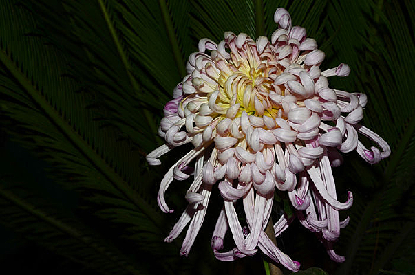 ��������