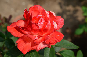 ŭ�ŵĺ��¼�