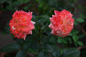 ɫ�ʰ������¼���