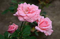 �������¼�