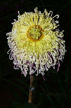 ͦ�εĽ����