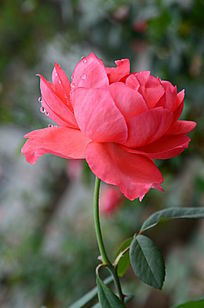 ͤͤ�������¼���