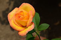 �»�չ����¼���