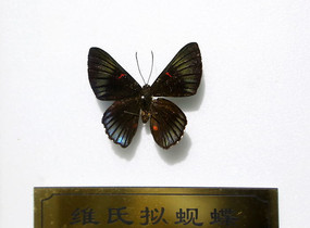 ά��������걾