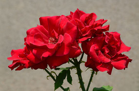 �ʺ���¼���