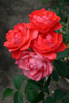 ����¼���