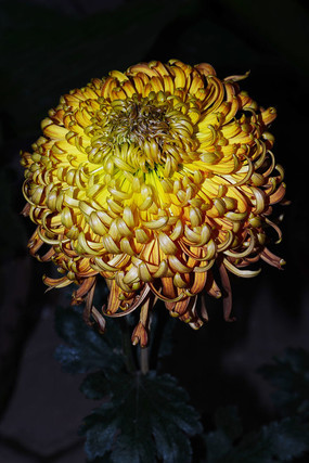 ���޵ķ������