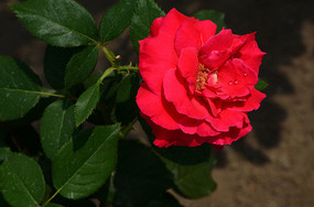 ���޵Ļ����¼�