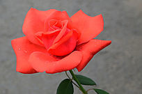 ���޵��¼���