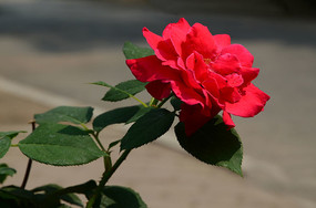 ���޵����º�