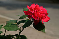 ���޵����º�