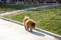 Сʨ