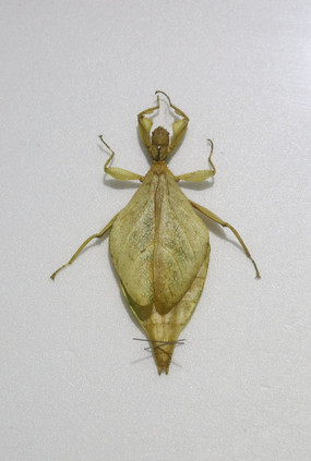 �¼�����ҶÑ�걾