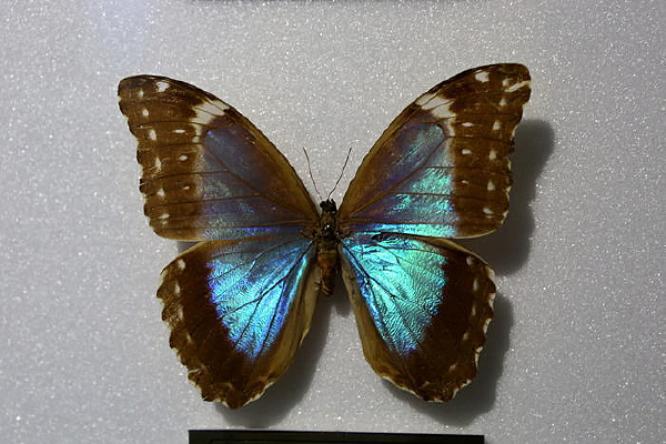 ���԰�����������