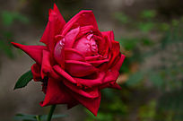 Ѥ�����¼���