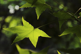 �����µķ�Ҷ