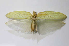 ������Ҷ�걾