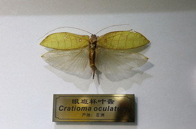 �����۰߱�Ҷ�걾