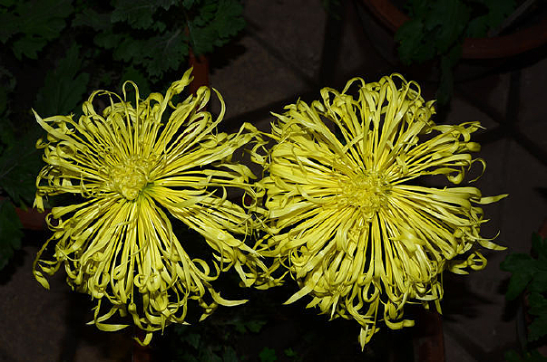 ��¥����