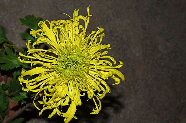 ��¥������