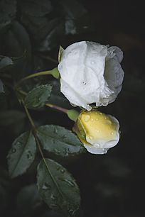 ¼