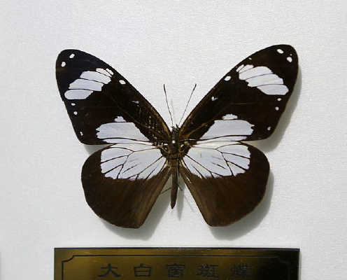 �зǴ�״��ߵ��걾