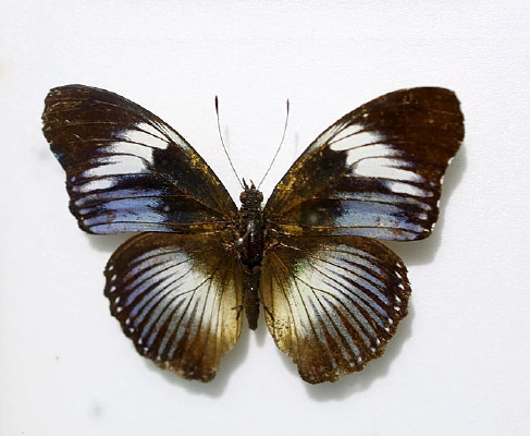 �зǸ�ɽ���̵��걾