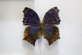 �з������̵��걾