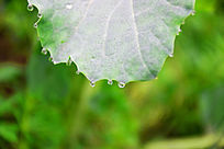 ��������԰���