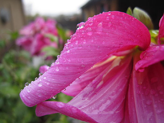 ��ɫ����