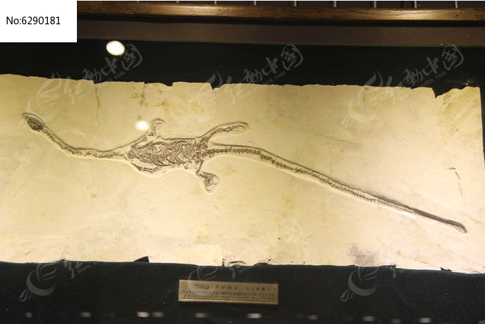 �Ŵ���β���ﻯʯͼƬ