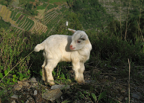 ��ͷ����С���