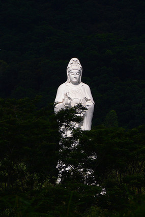 ɭ����Ĺ�����������