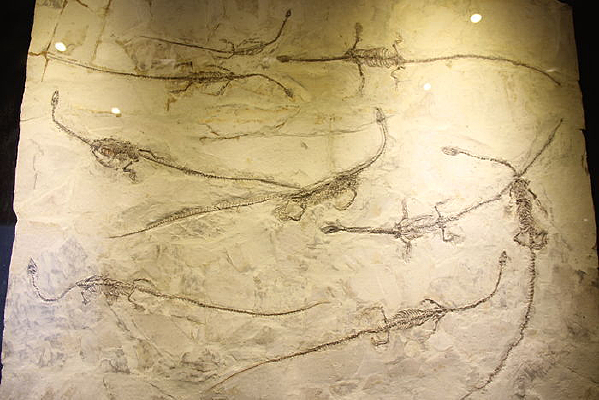 Զ��ʱ��С���ﻯʯ