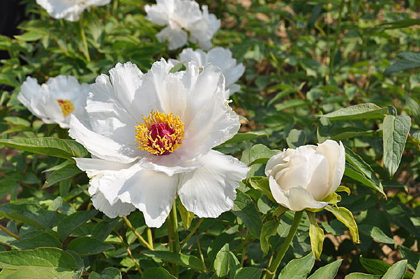 ��ɫĵ����ͼƬ