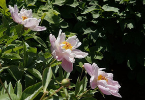 ��ɫ����ҩ