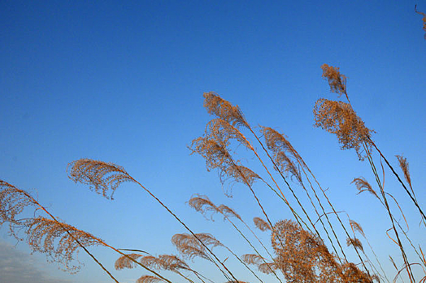 �����µ�«έ