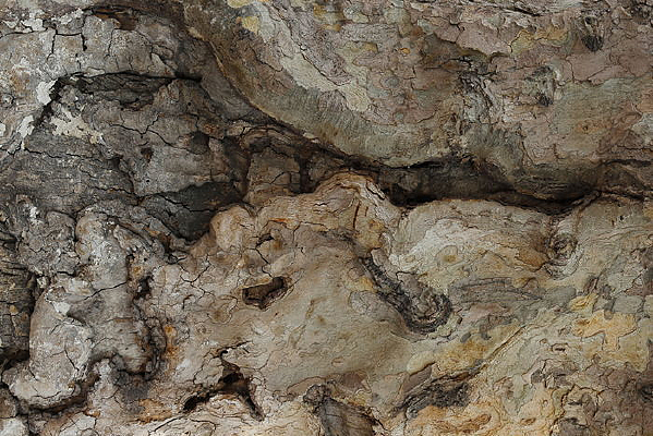 ����ƤƤ��