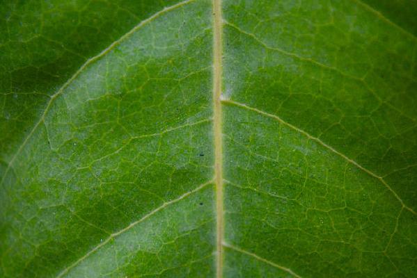 ��Ҷ����·