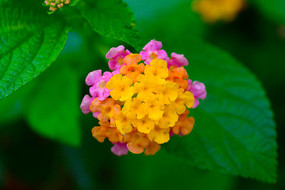 ����ͷ׵Ļ���