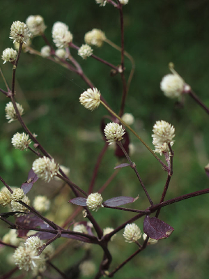 ��ɫ��ʢ����