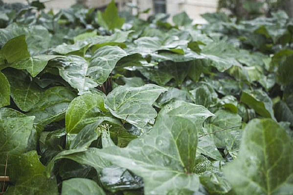 ������ֲ��