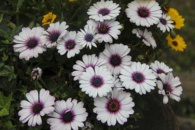 ��ɫ����