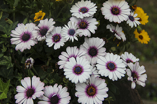 ��ɫ����